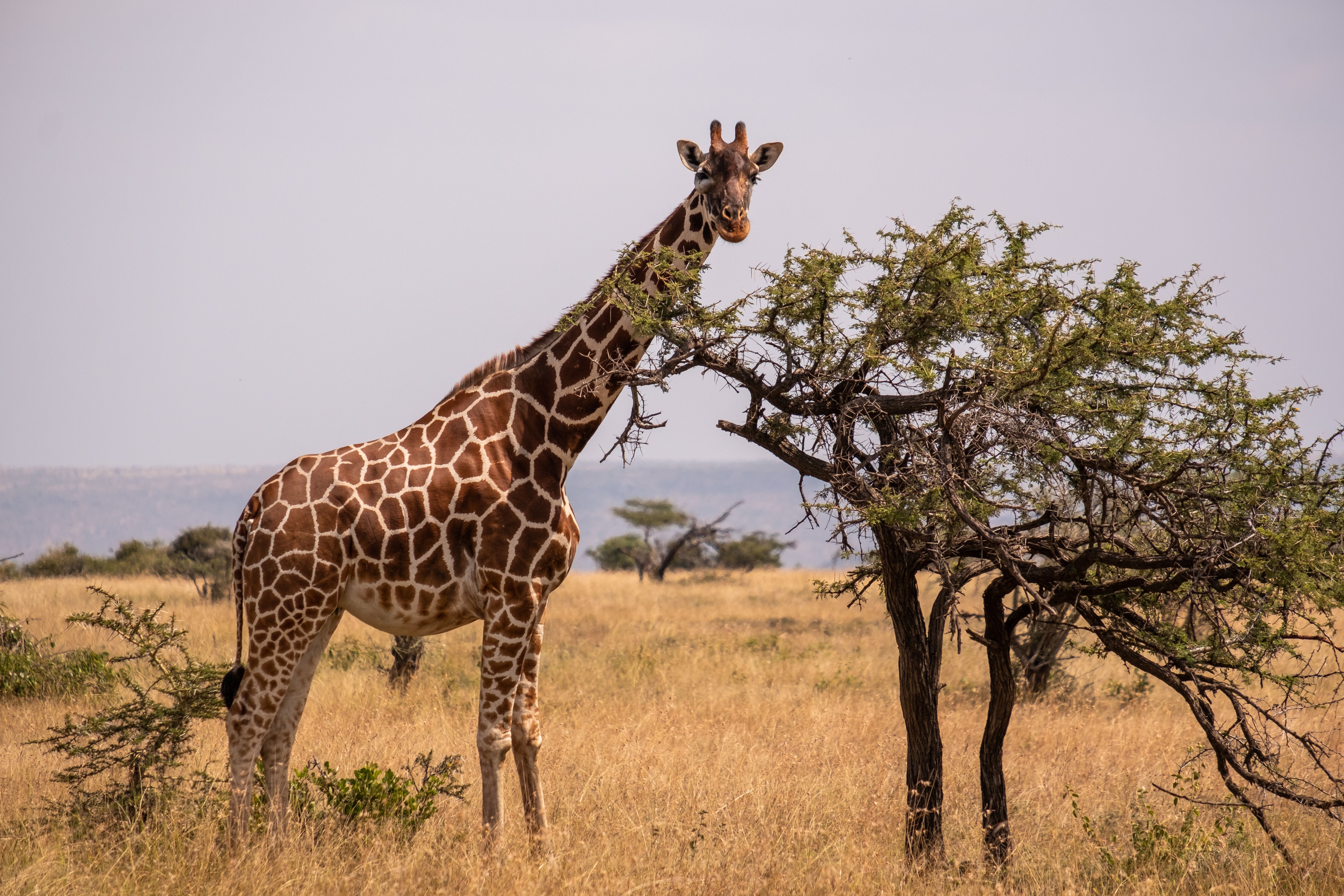 Kenya